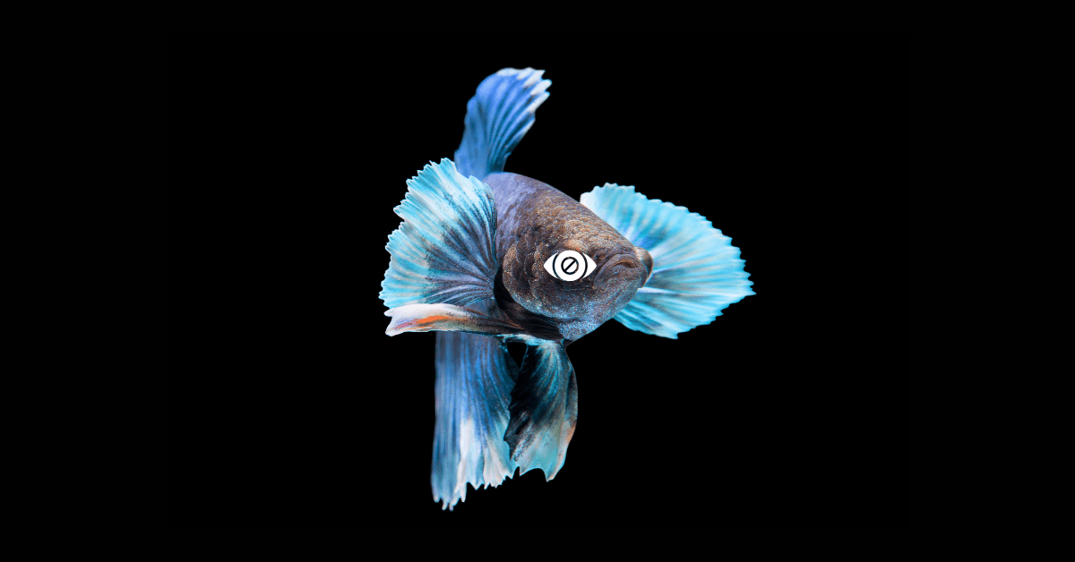 Can Betta Fish Go Blind? (Caring Tips Inside)